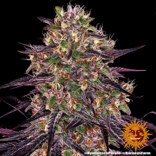 Barney's Farm - Ayahuasca Purple Cannabis samen