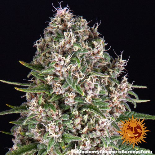 Barney's Farm - Blue Cheese Cannabis seed