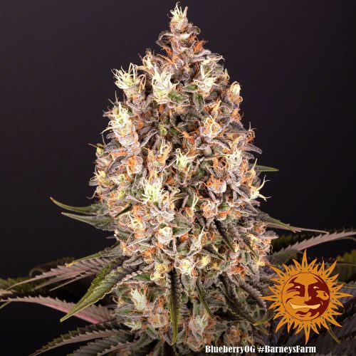 Barney's Farm - Blueberry OG sjeme kanabisa