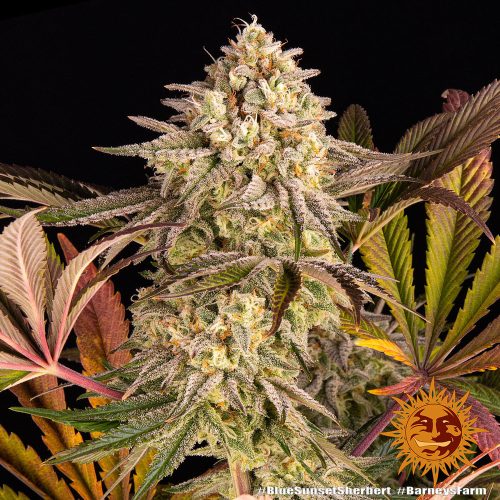 Barney's Farm - Blue Sunset Sherbert Cannabis seed 