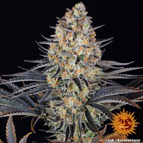 Barney's Farm - LSD-Cannabis samen