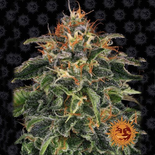 Barney's Farm - Moby Dick sjeme kanabisa