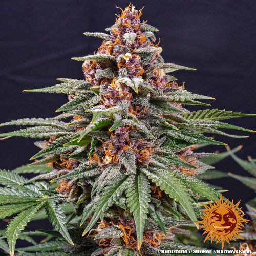 Barney's Farm - Runtz Auto Cannabissamen